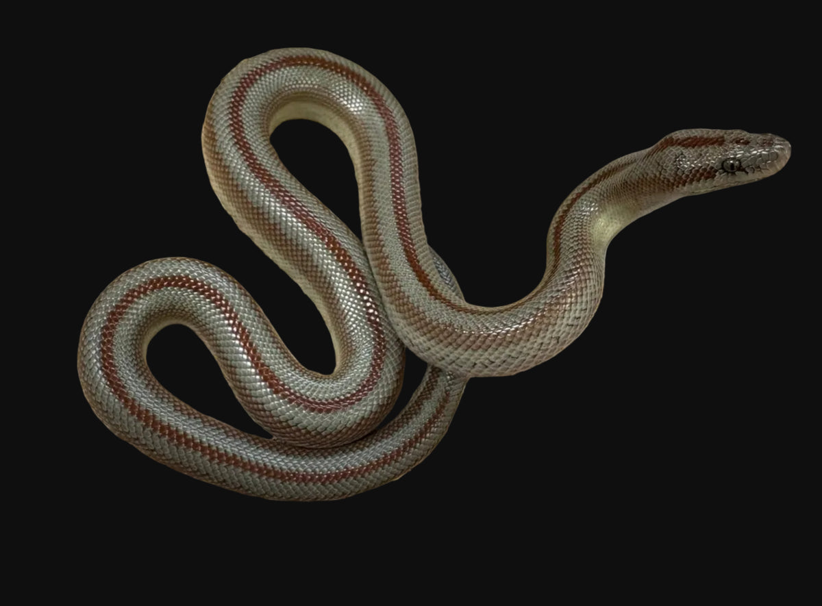 Boa rosé de Baja (Lichanura trivirgata saslowi)