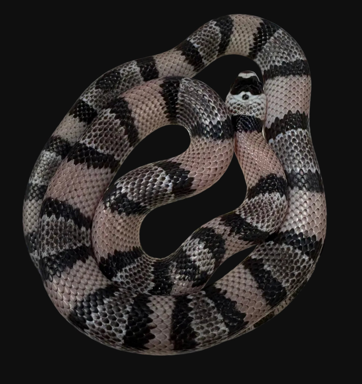 Honduran Milksnake (Anery)