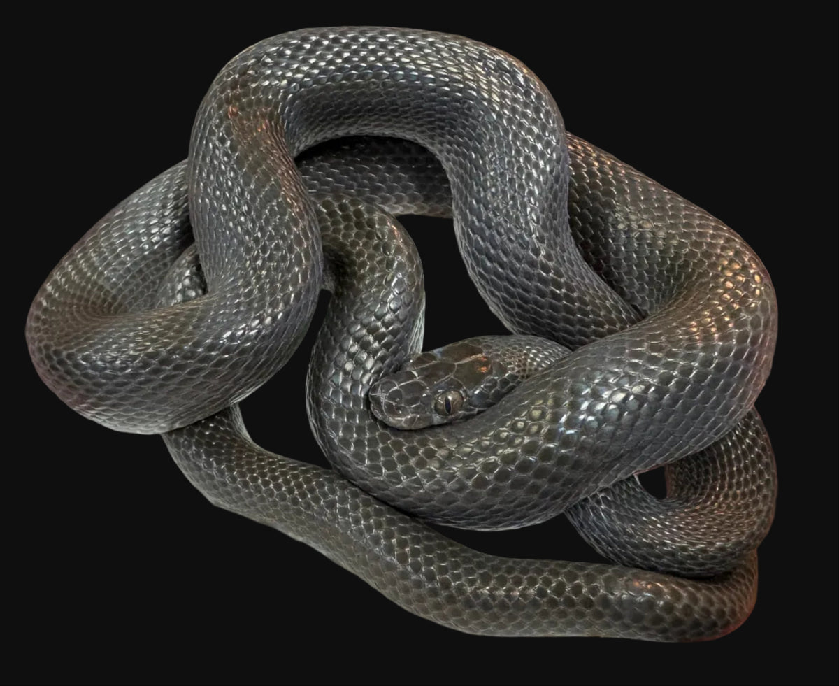 Serpent domestique africain (rouge)