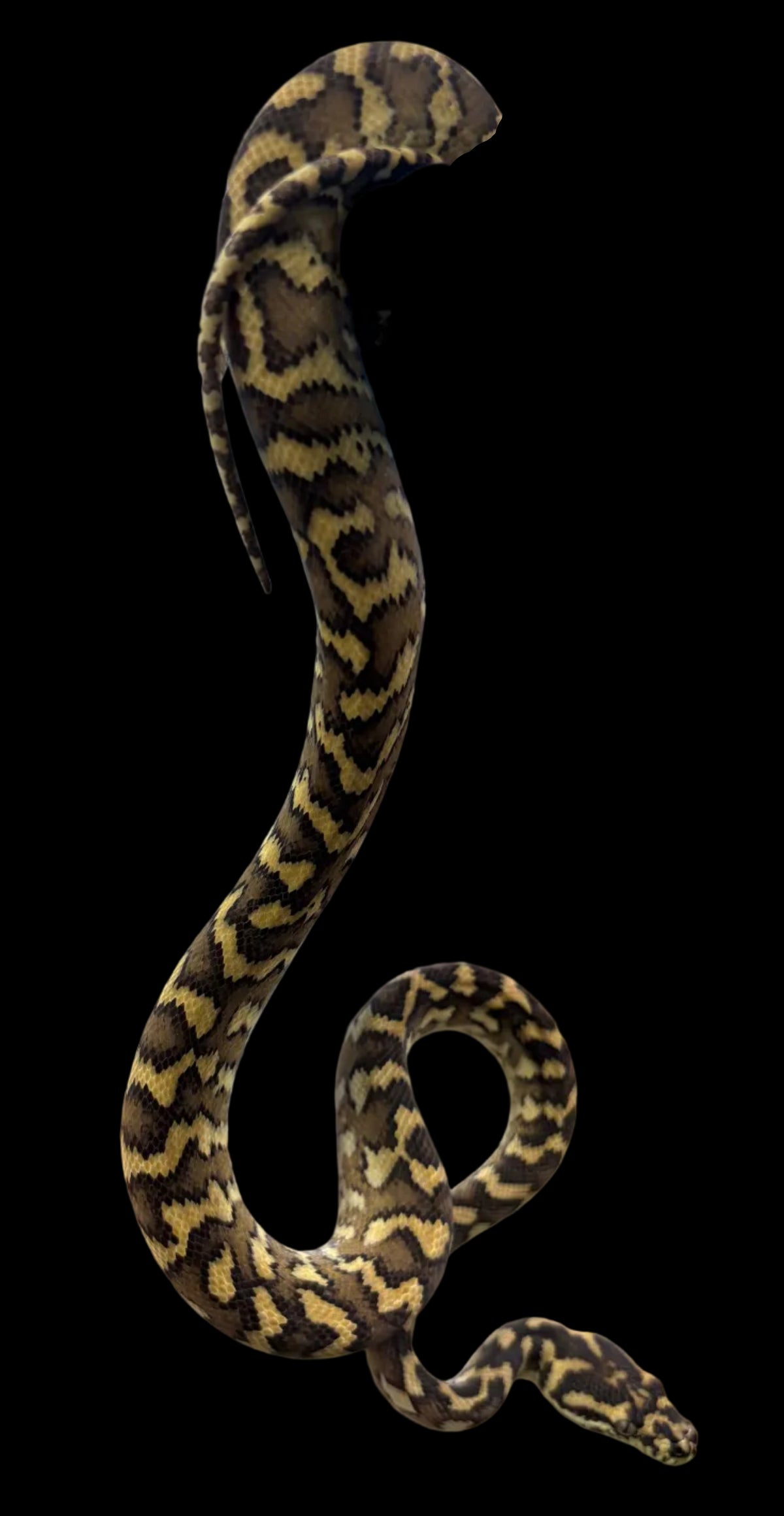Python tapis (Croix côtière)