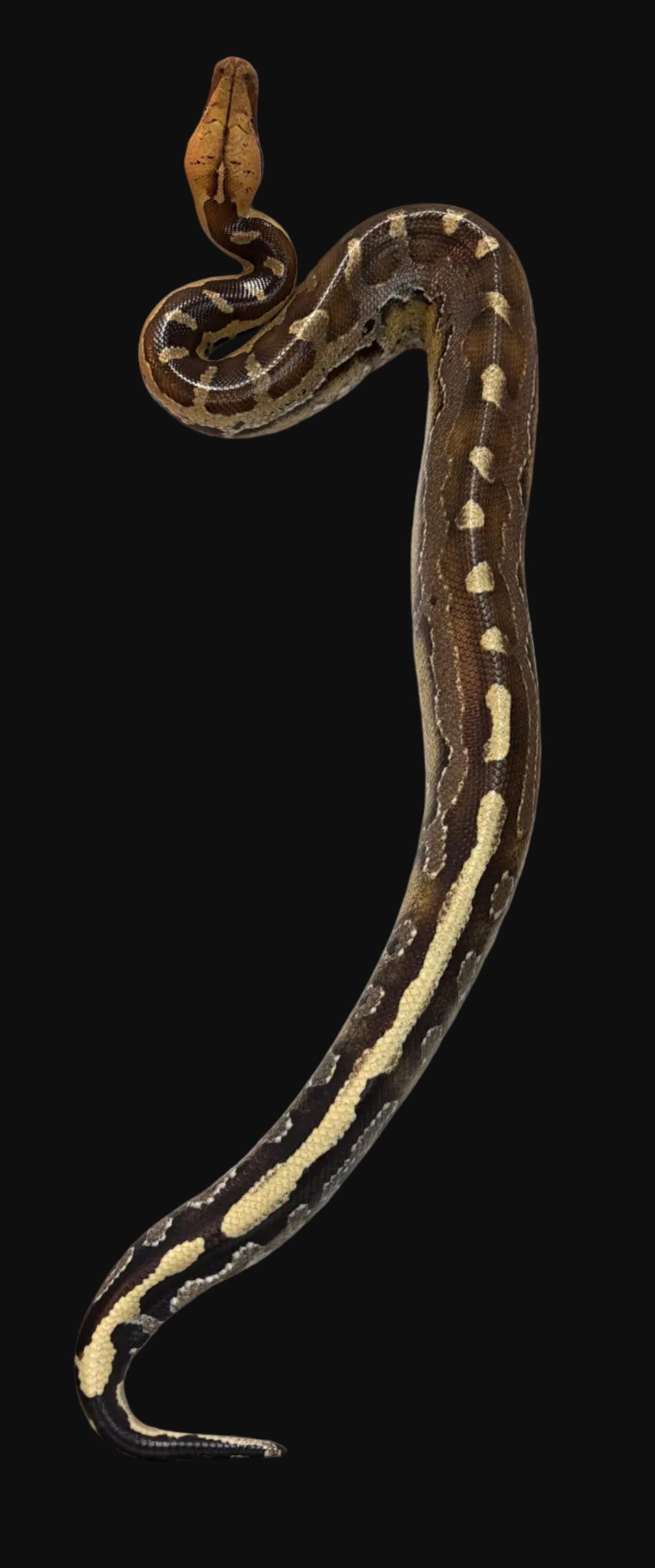 Borneo Short-tailed Python (Python breitensteini)