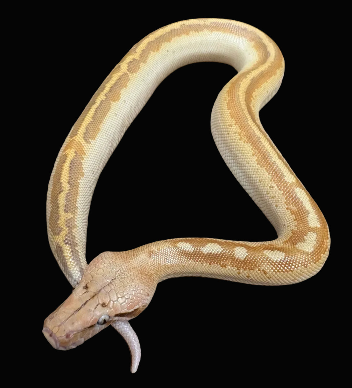 Python sanguin (T-Albinos)