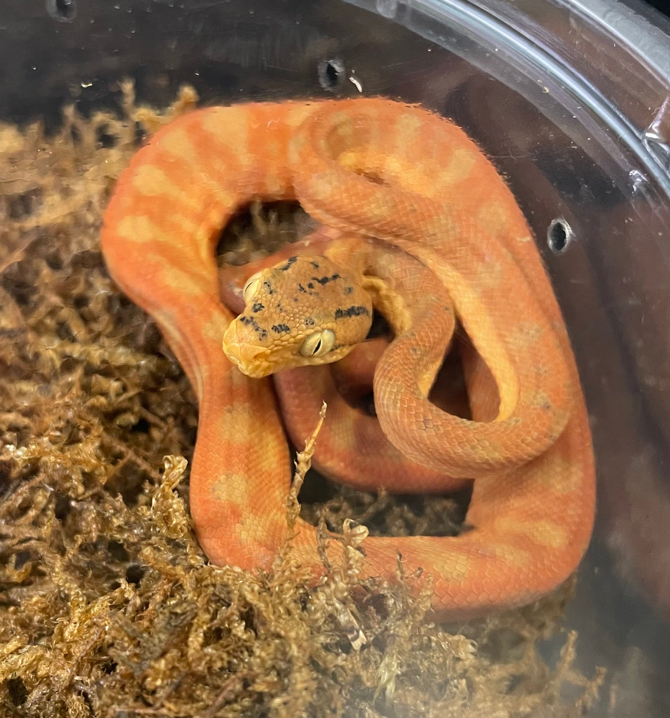 CBB Amazon Tree Boa  (Corallus hortulana) (Juvenile)