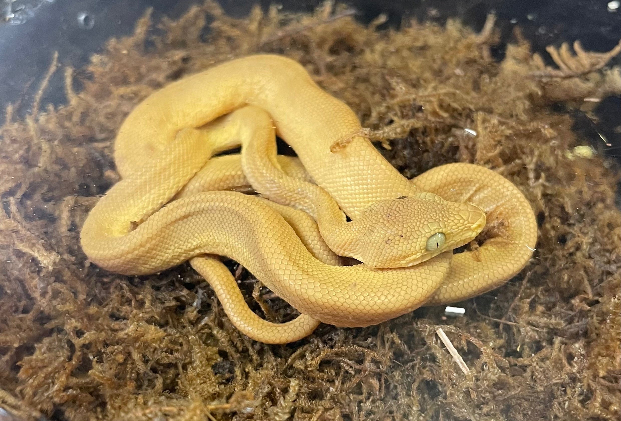CBB Amazon Tree Boa  (Corallus hortulana) (Juvenile)
