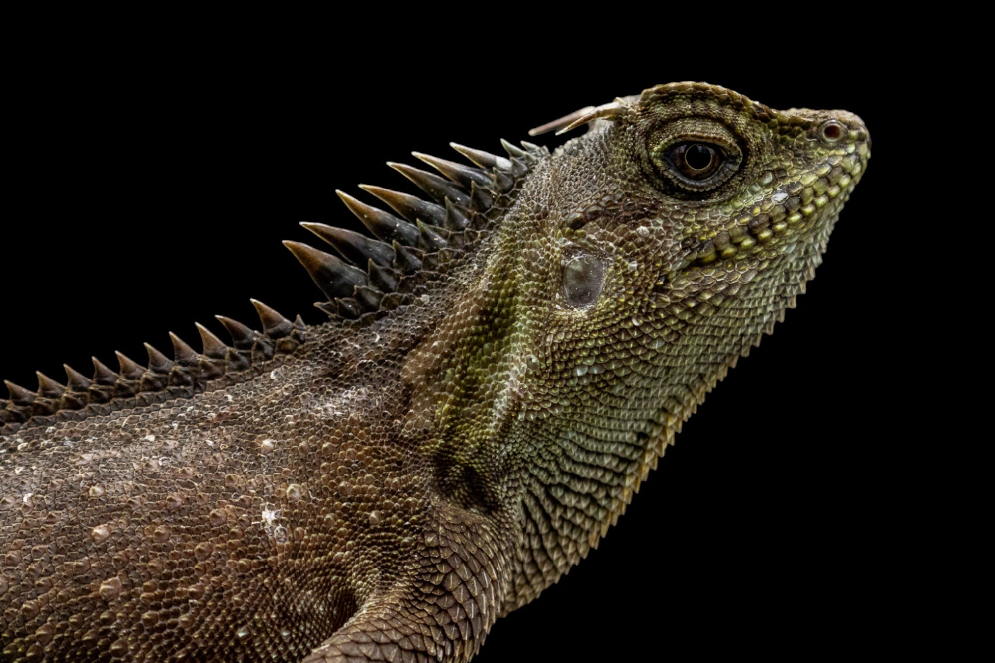 Dragon cornu des montagnes