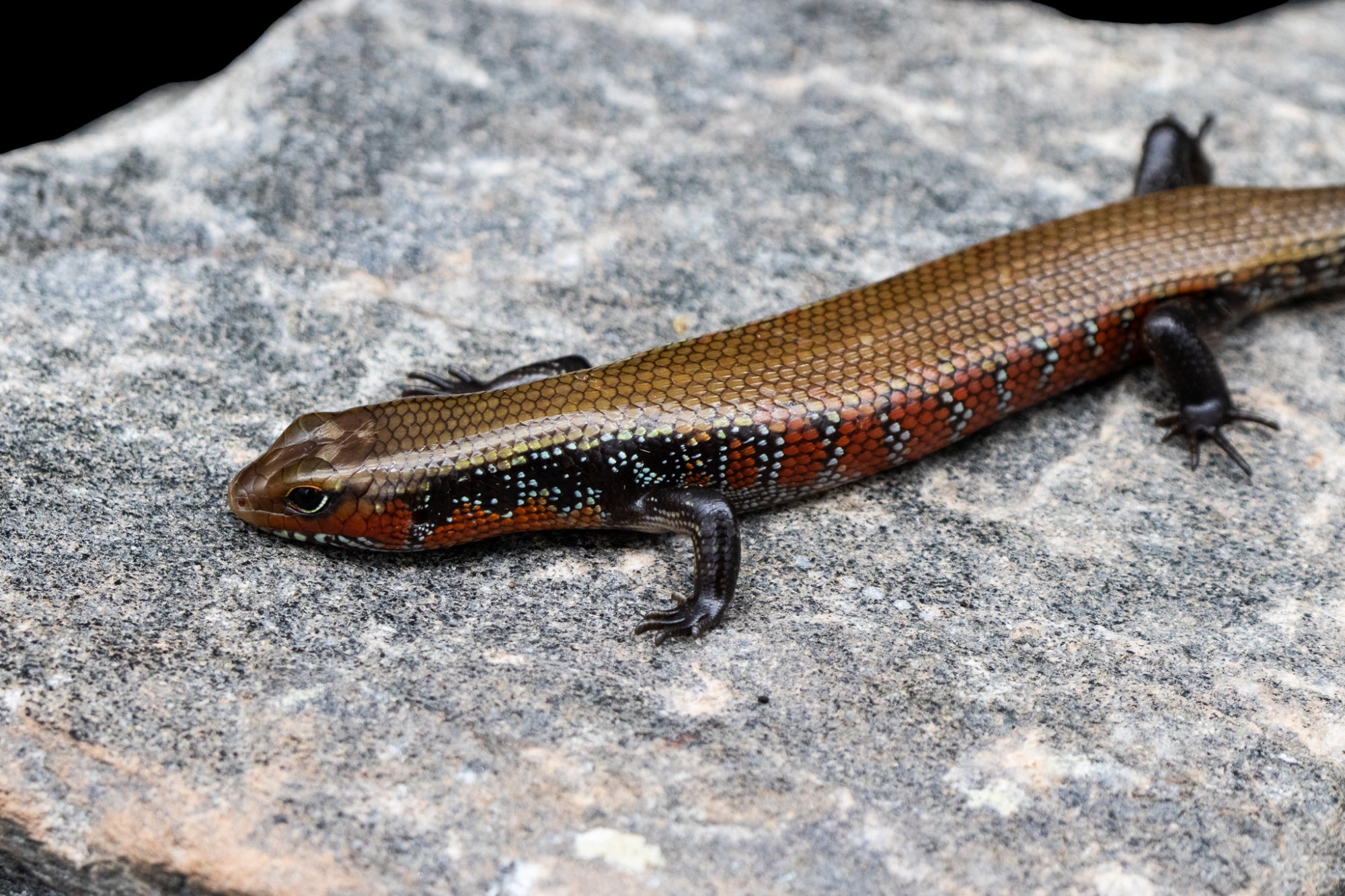 Fire Skink (Lepidothyris fernandi)
