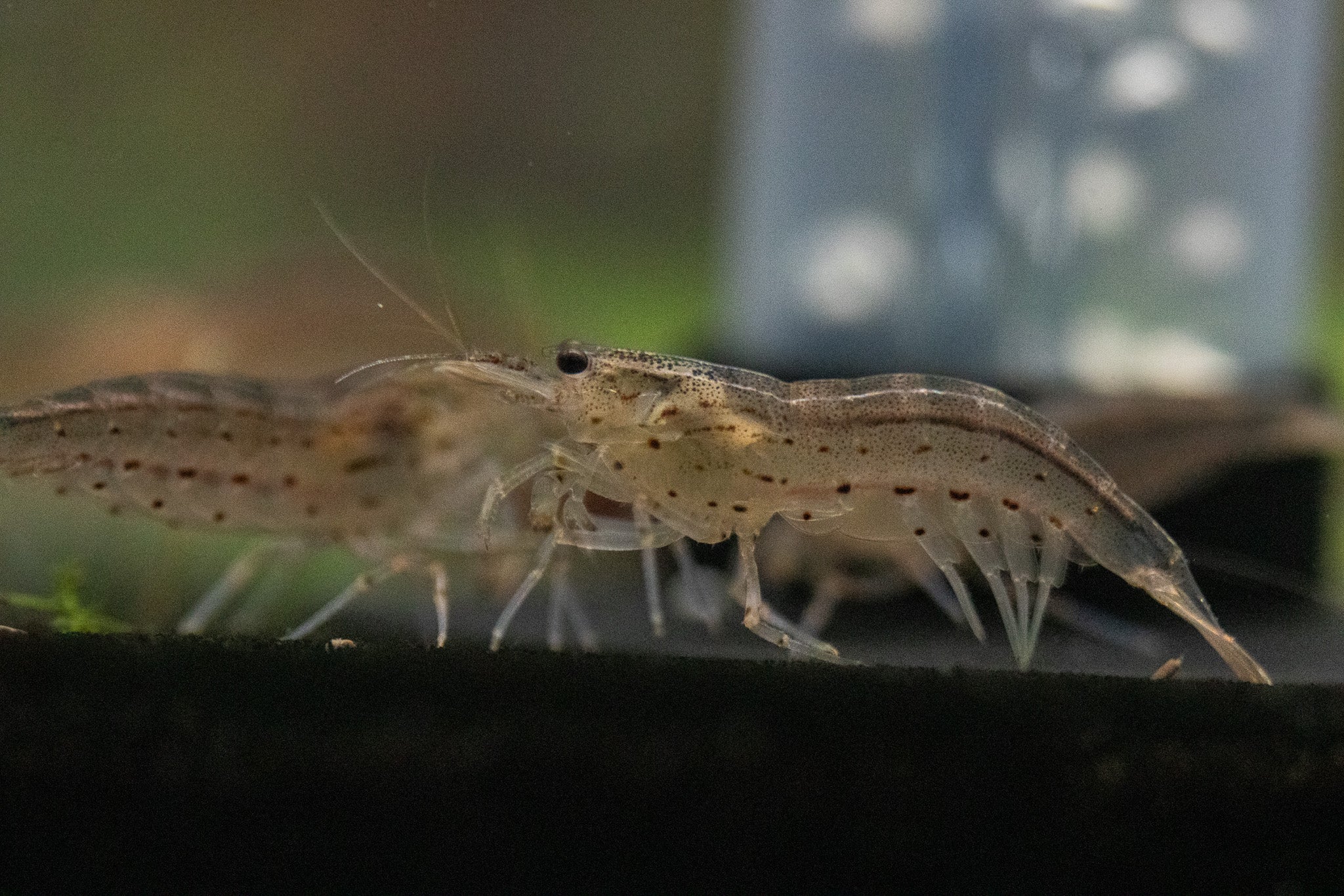Crevettes Amano