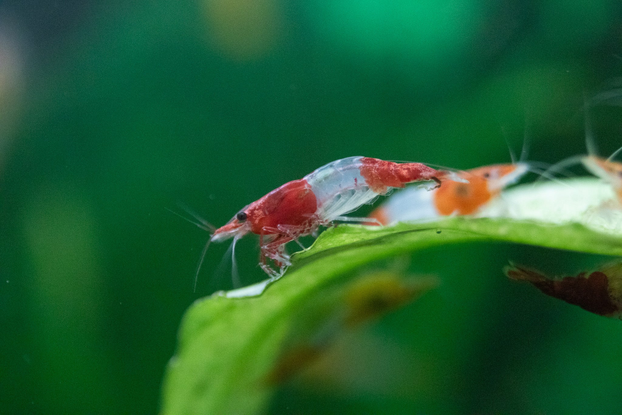 Red Rili shrimp