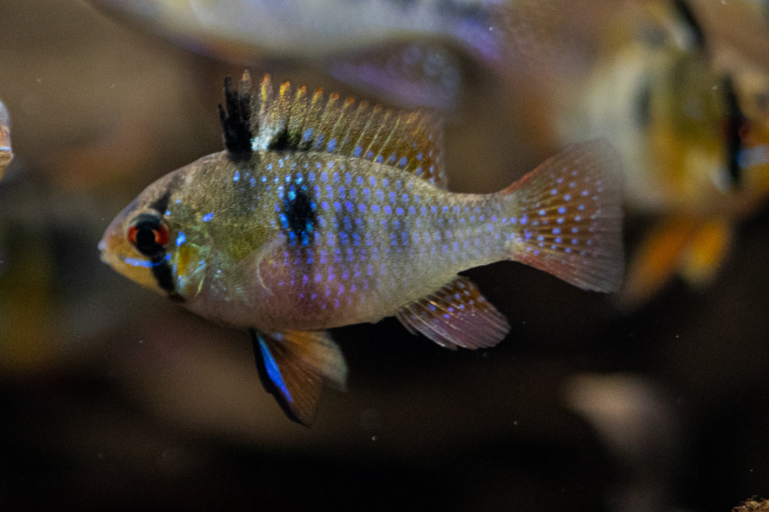 Bélier bleu allemand