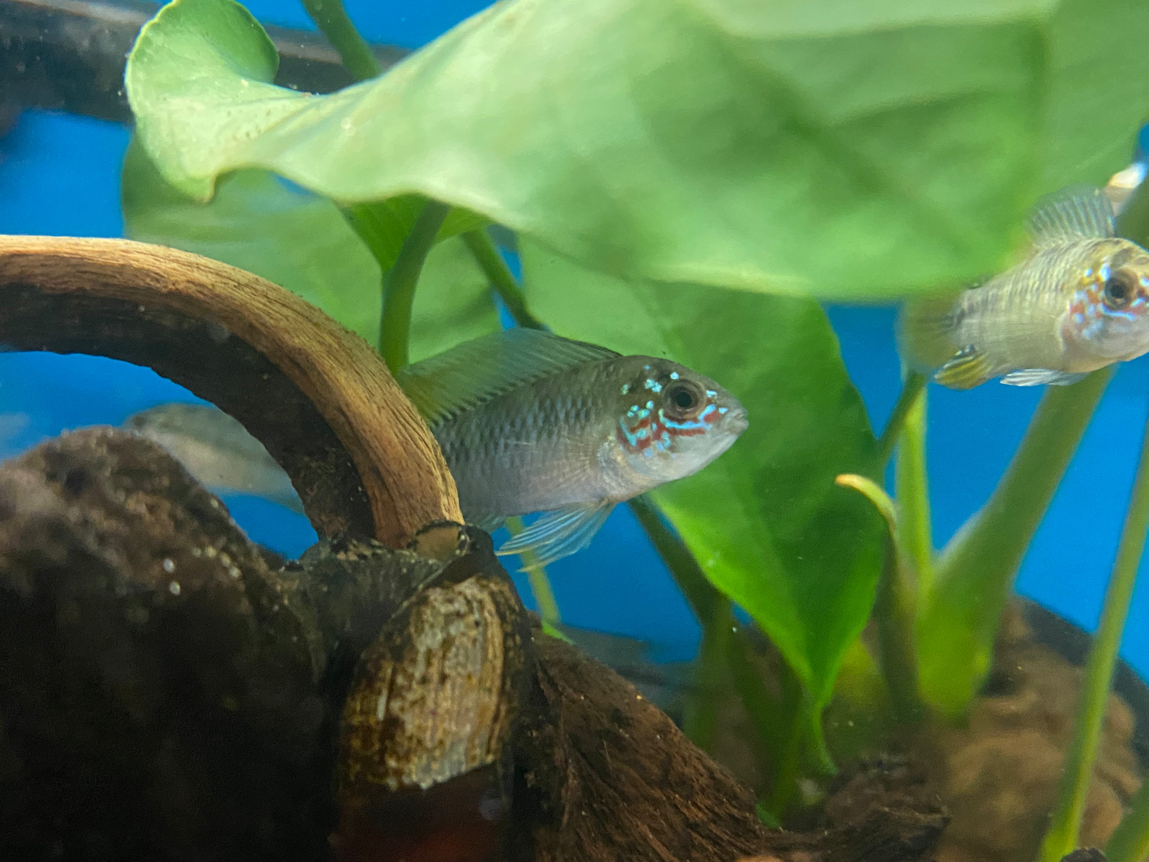 Apistogramma borellii 'Opal'