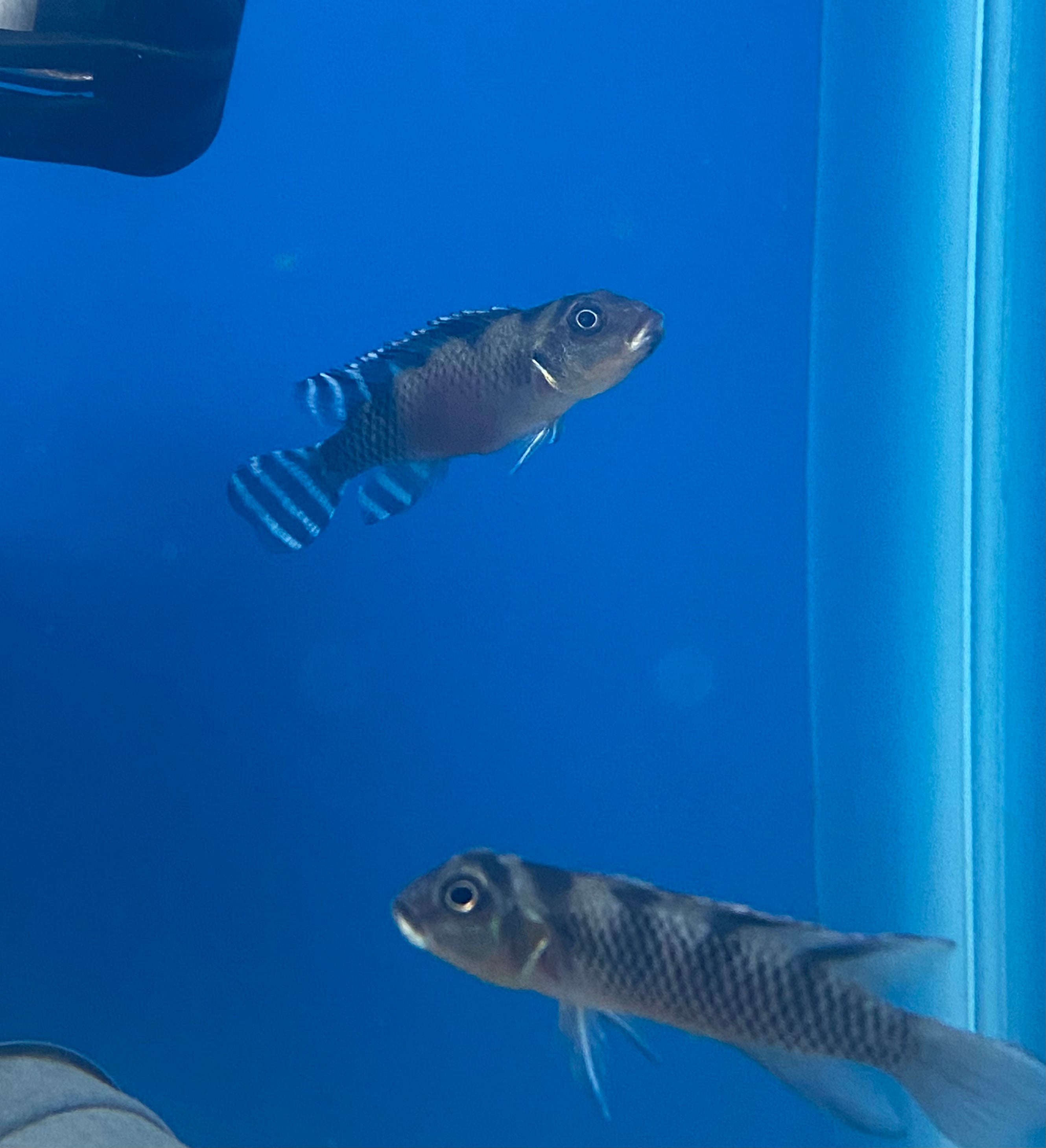 Nanochromis transvestitus