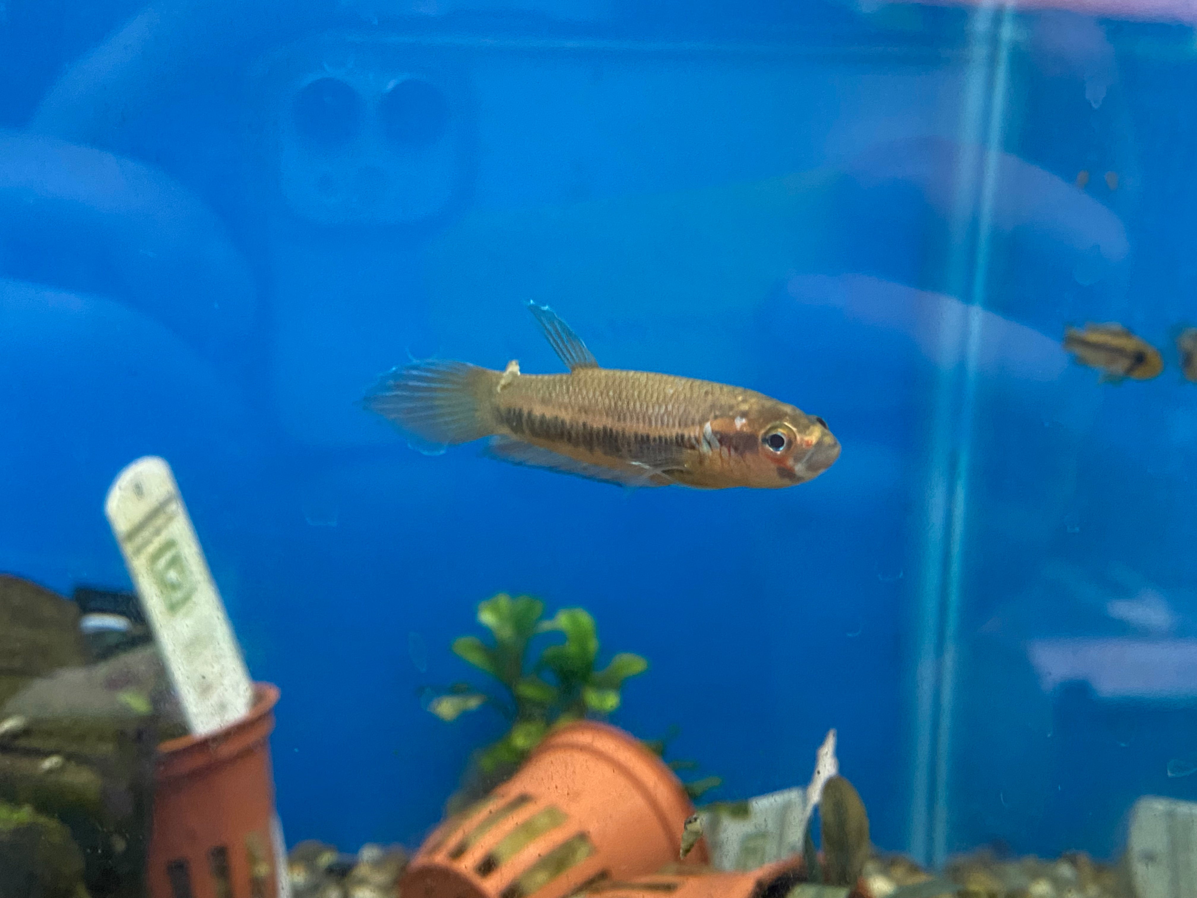 Betta patoti (Pair)