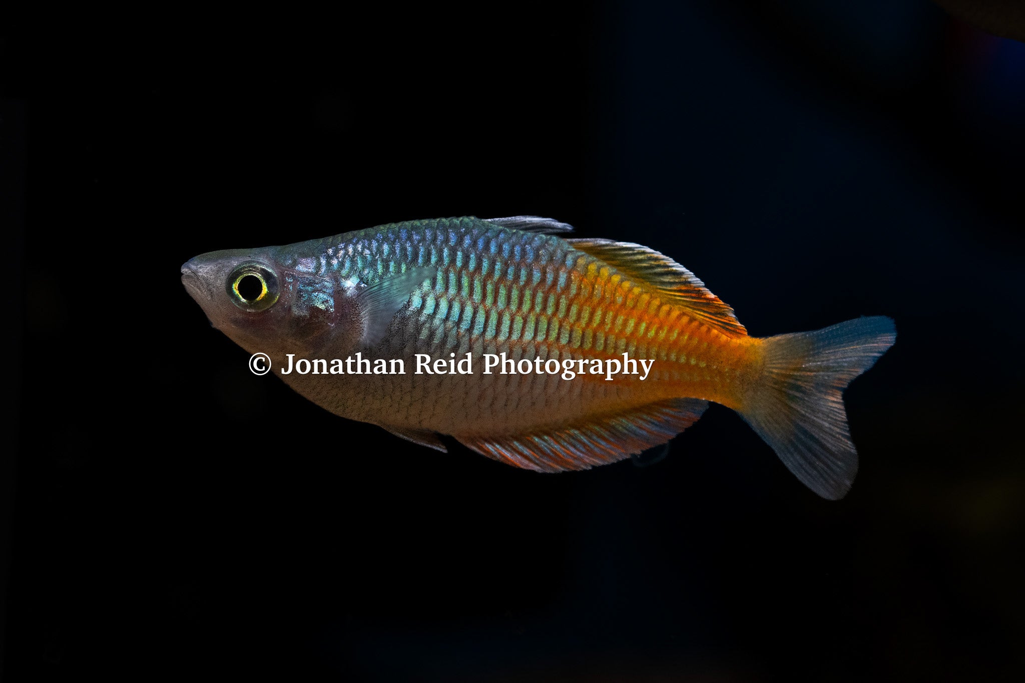 Arc-en-ciel de Boeseman 'Aves Creek'