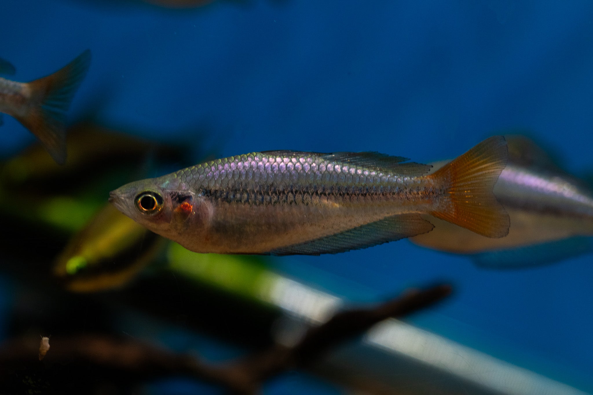Melanotaenia australis 'Kambolgie Creek'