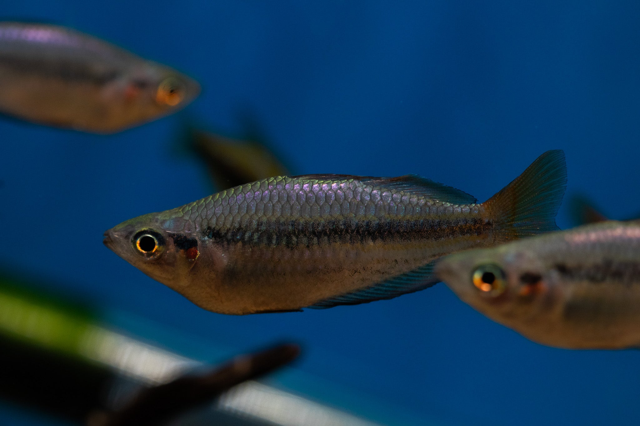 Melanotaenia australis 'Kambolgie Creek'