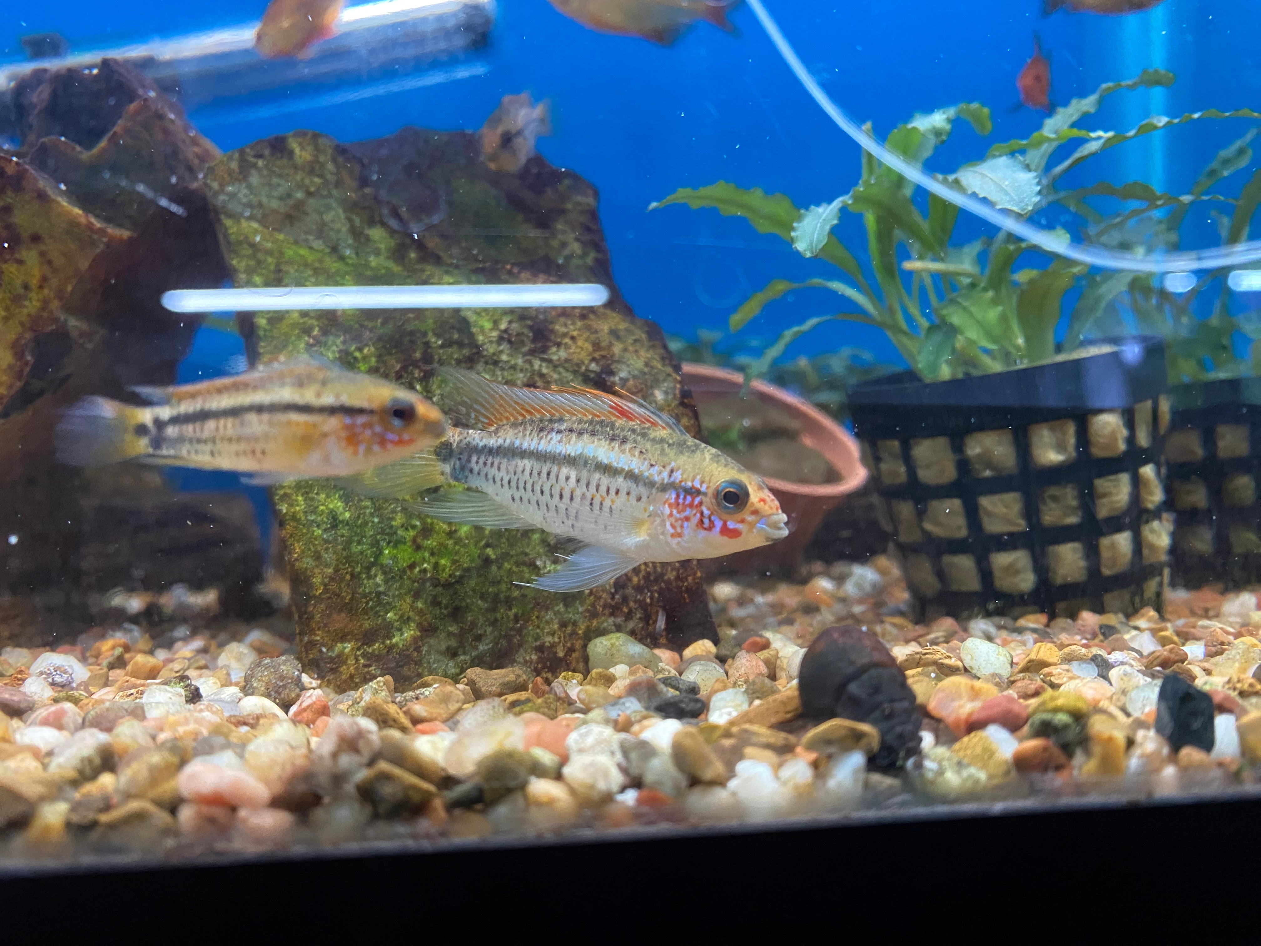 Apistogramma Eremnopyge (F1!)