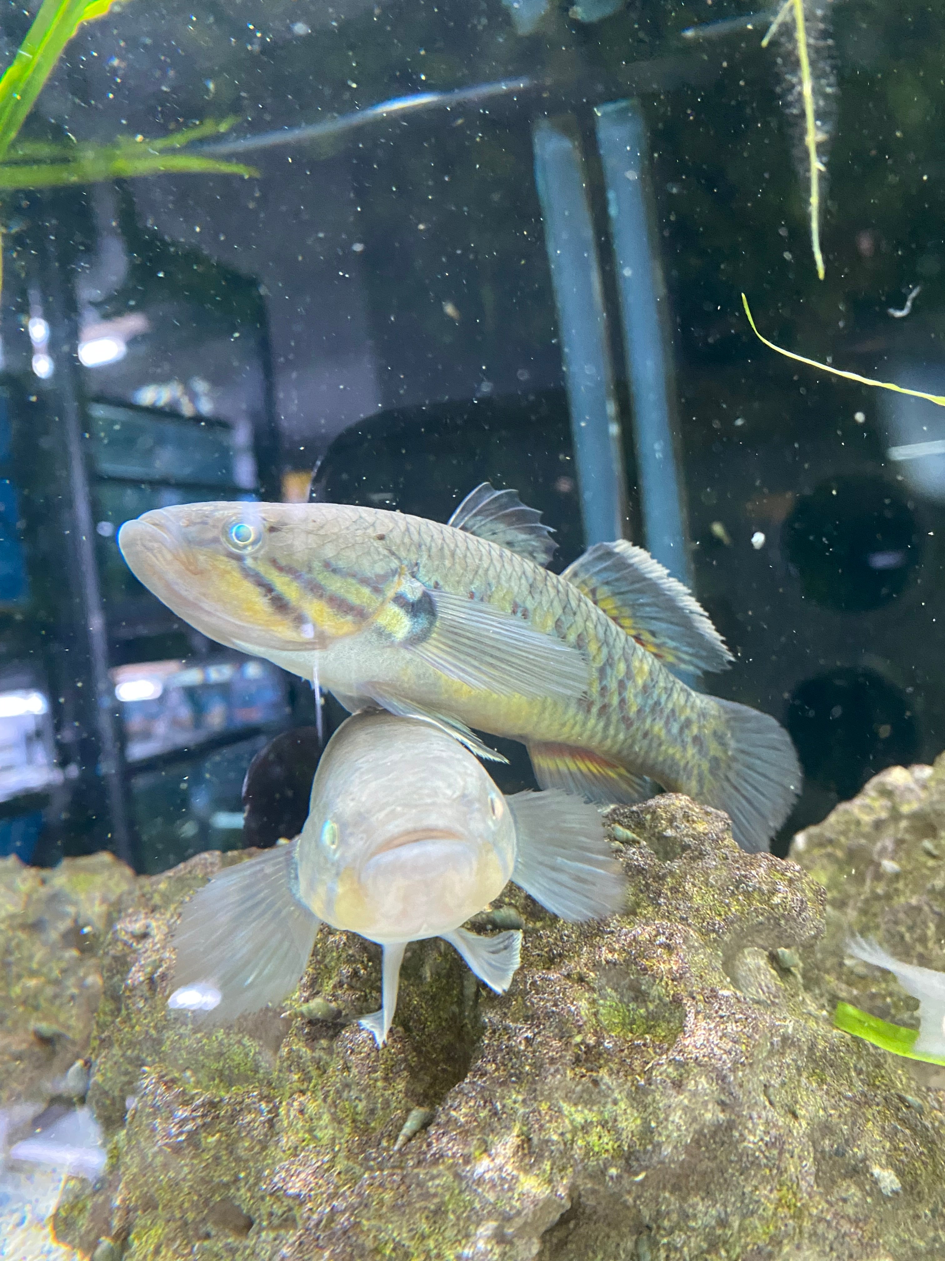 Goujon à tête de serpent Viator (PAS UN SNAKEHEAD/CHANNA)