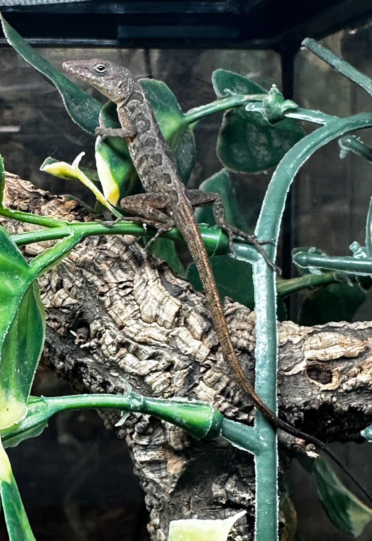 Blue Eyed Anole (Anolis pogus)