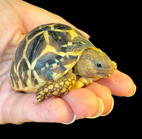 Indian Star Tortoise (Geochelone elegans)
