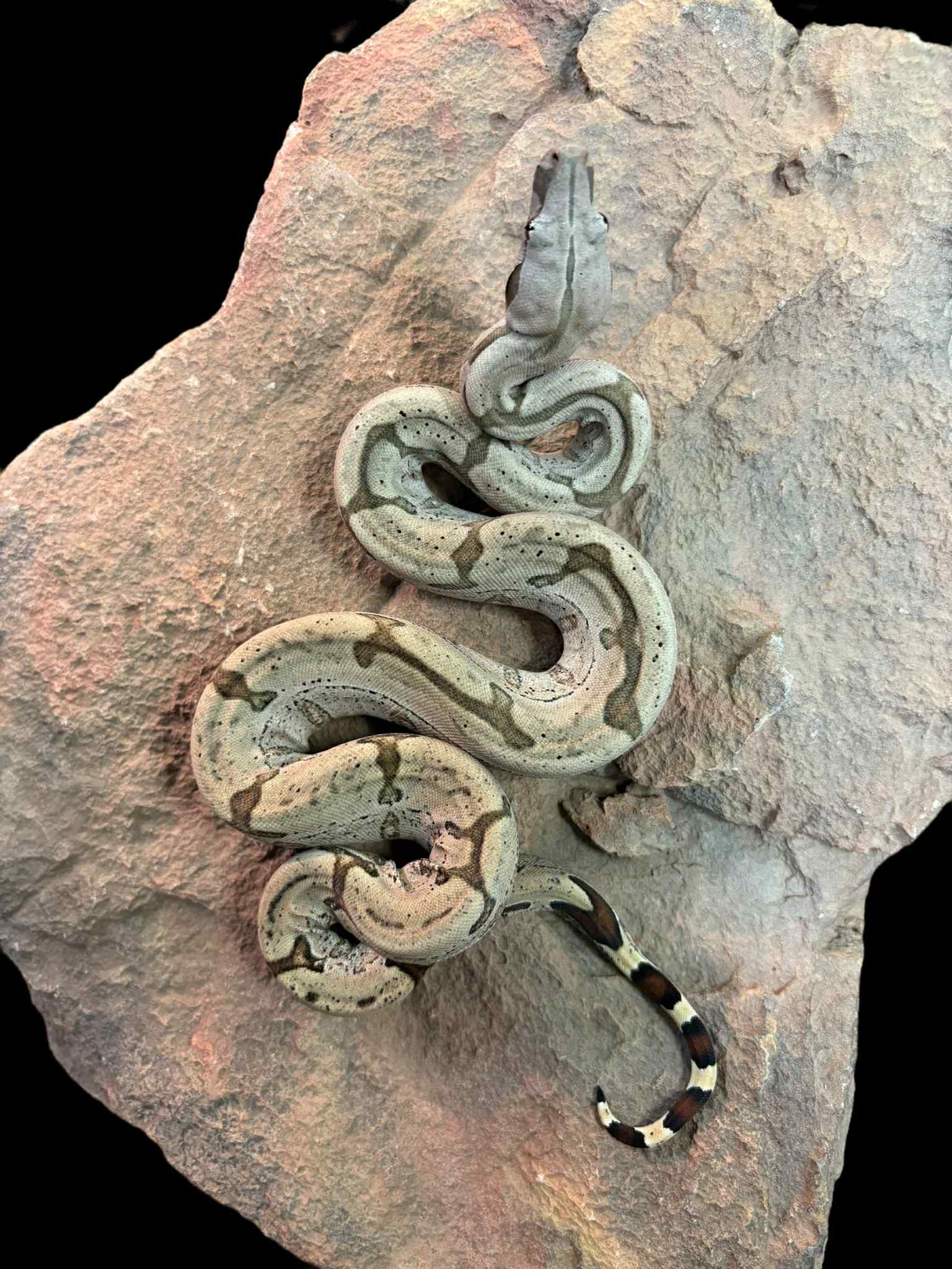 Bolivian Boa (Striped)