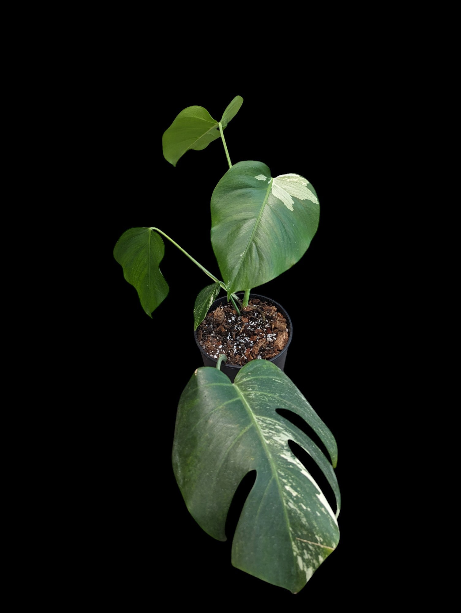 Monstera Deliciosa Albo à faible panachure - Spécimen spécifique