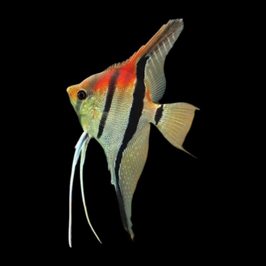 Ange au dos rouge de Manacapuru