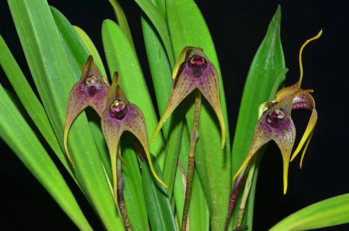 Masdevallia bonplandii