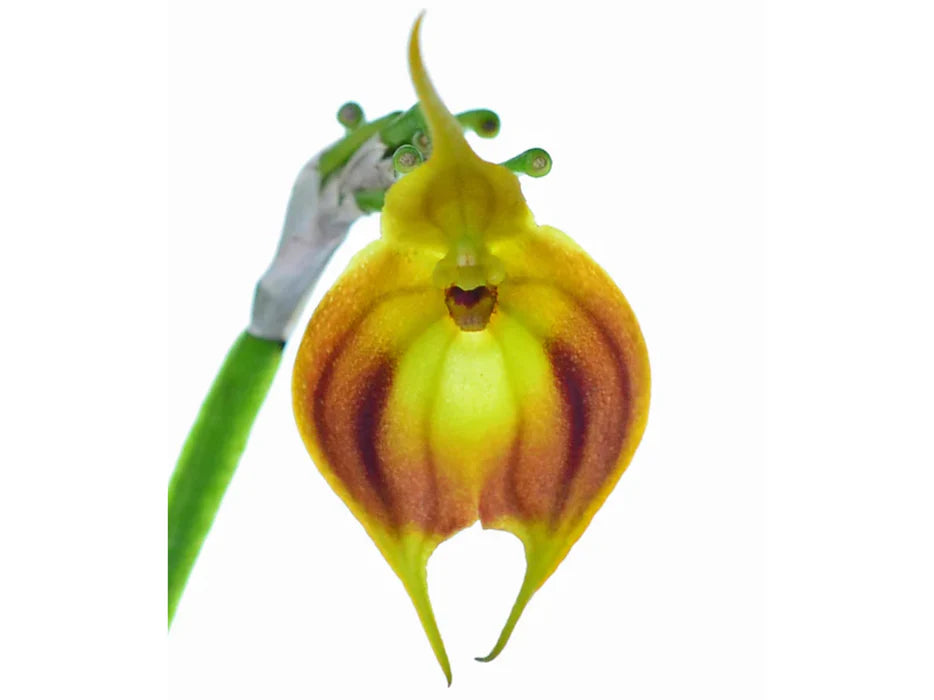 Masdevallia Venus « Radiante »