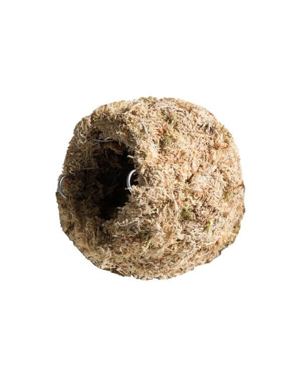 Galapagos Mossy Caves