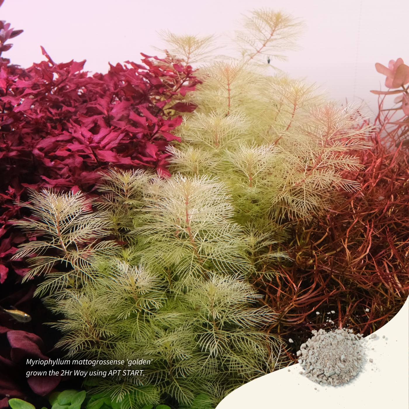 Aquarist APT Start 2 heures 45 g