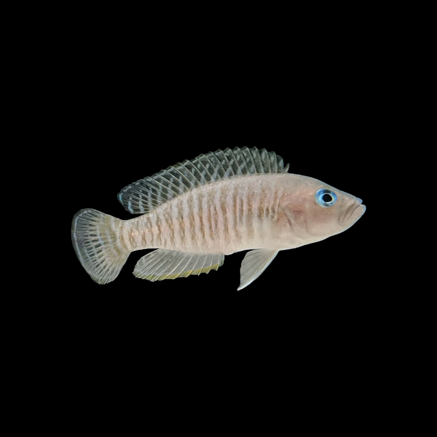 Neolamprologus multifasciatus avec coquille