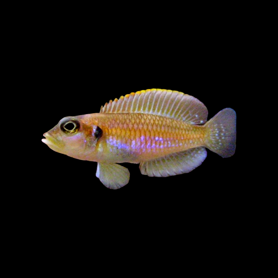 Neolamprologus ocellatus 'Gold' ÉLEVÉ LOCAL (AUCUNE GARANTIE D'ARRIVÉE VIVANTE)