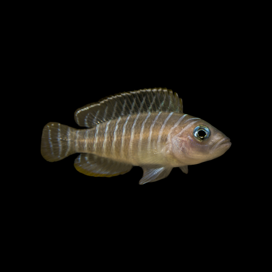 Neolamprologus similis
