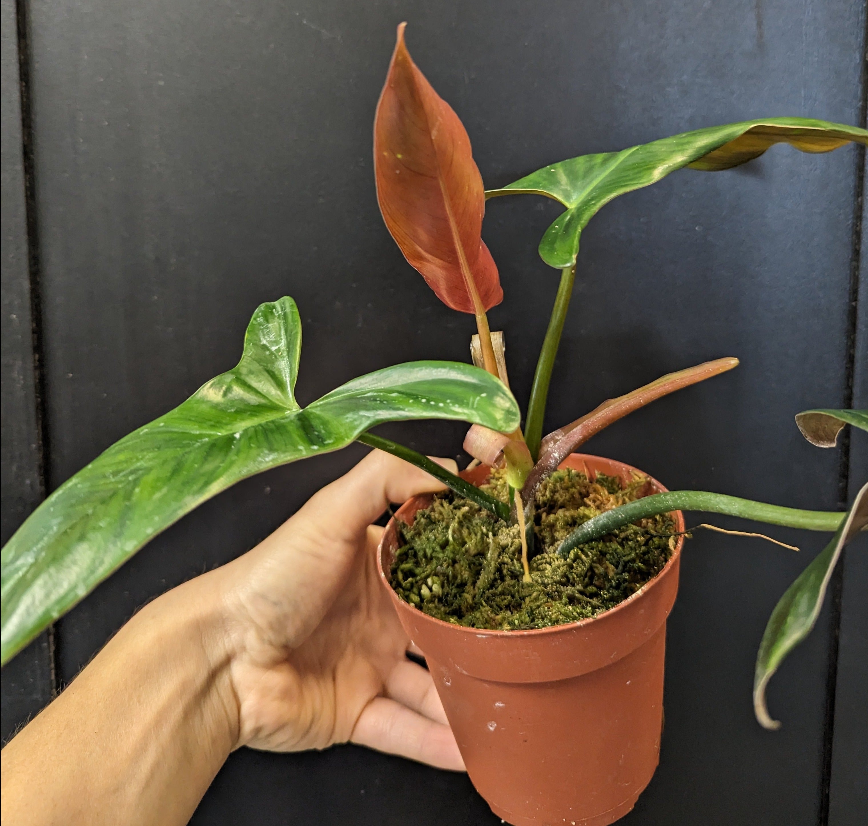 Philodendron Mexicanum