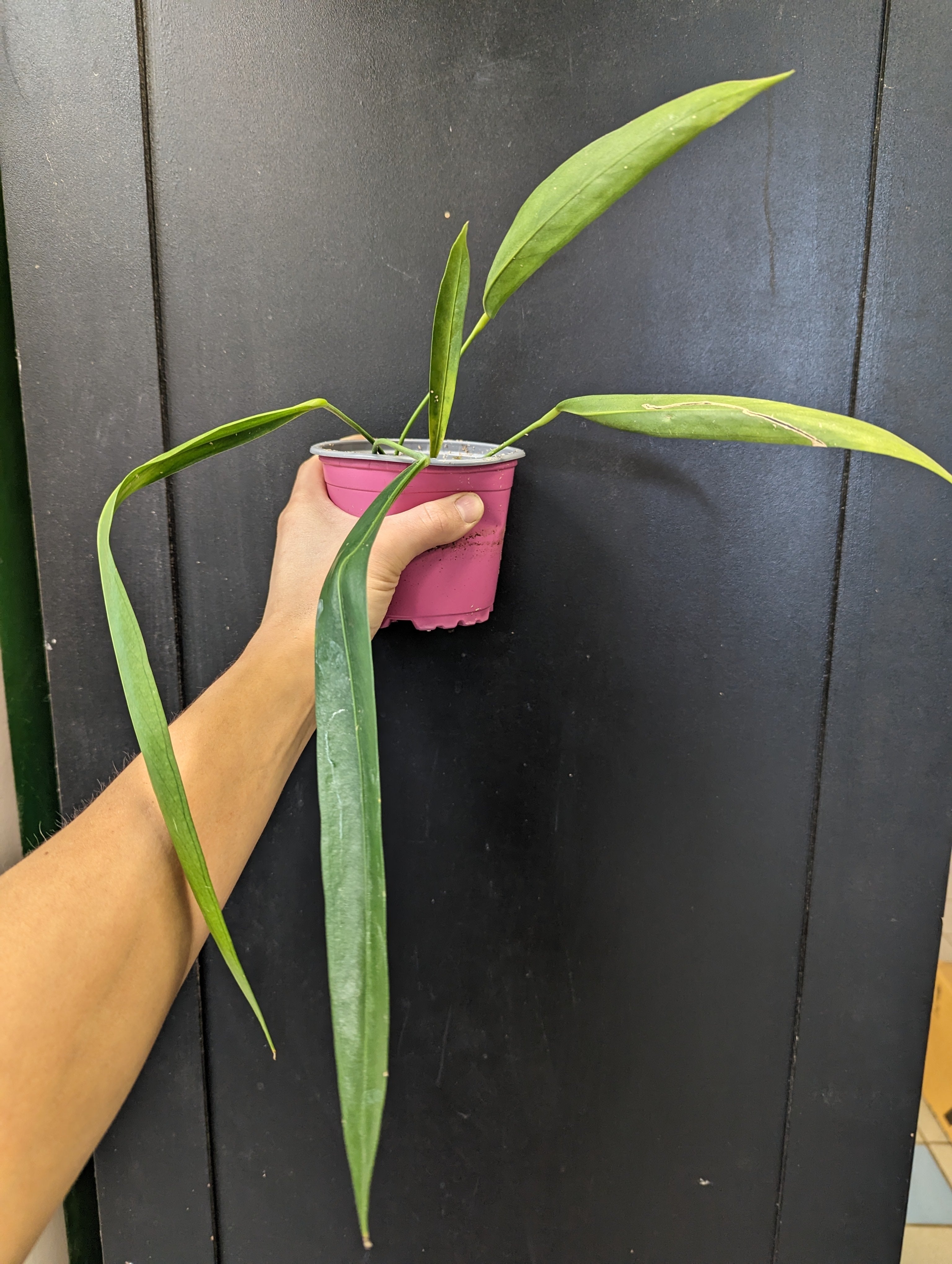 anthurium pendens Anthurium pendens