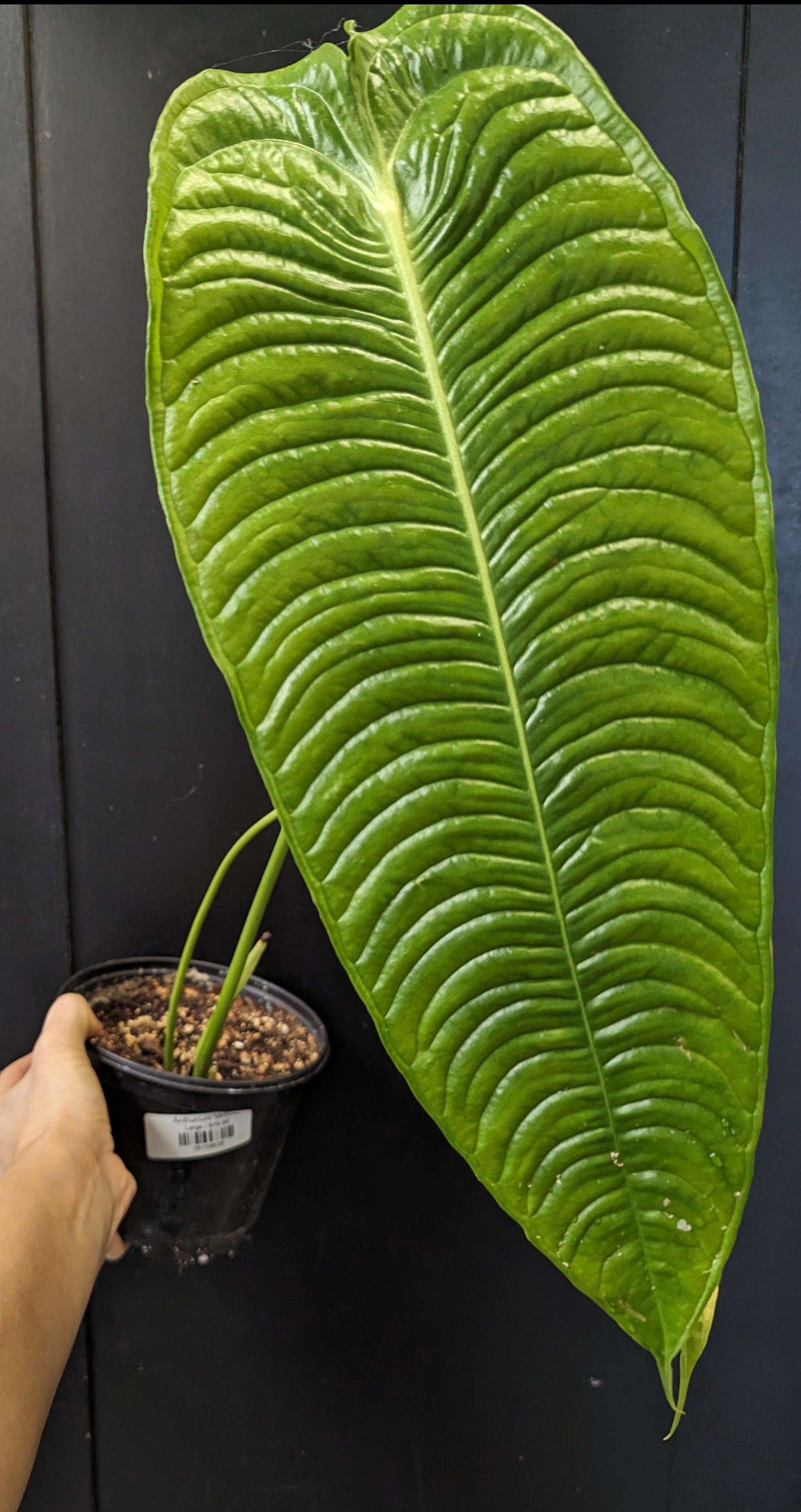 Anthurium veitchii