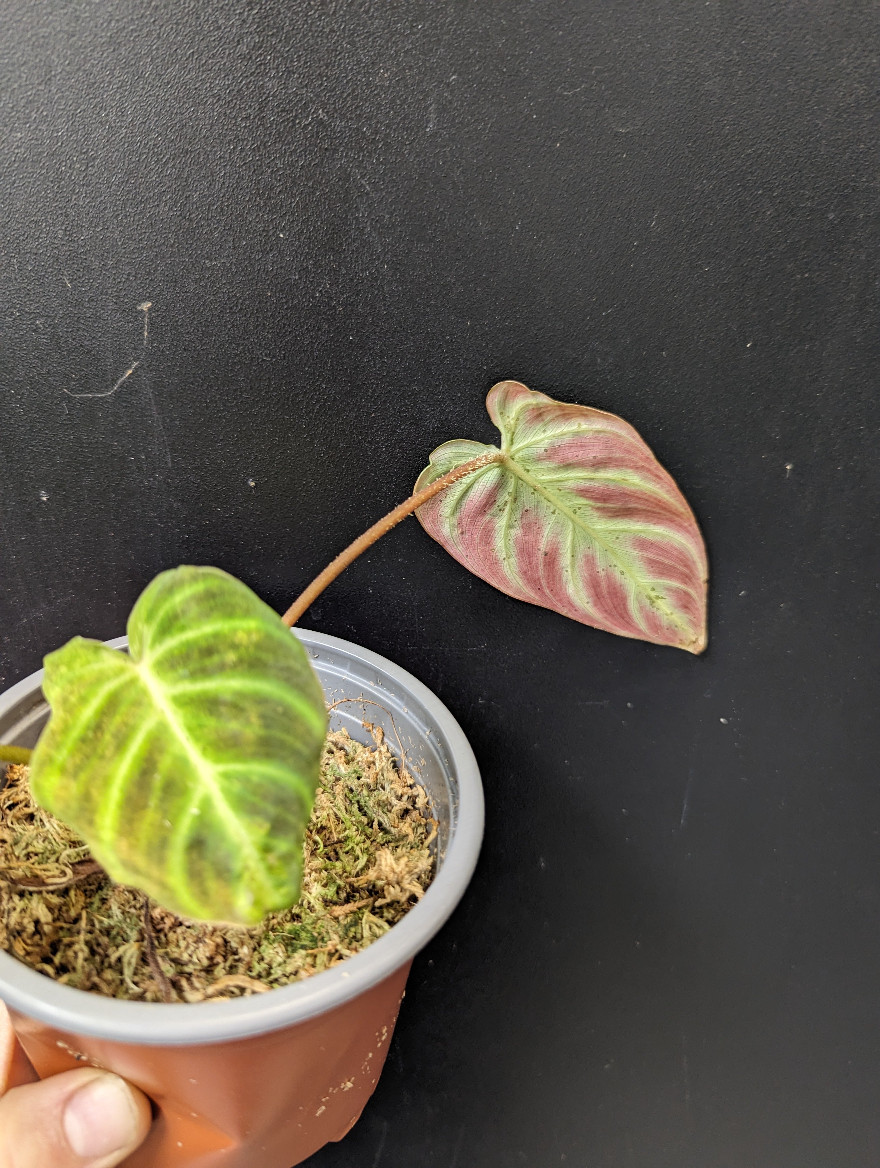philodendron verrucosum mini red Philodendron verrucosum mini cobra