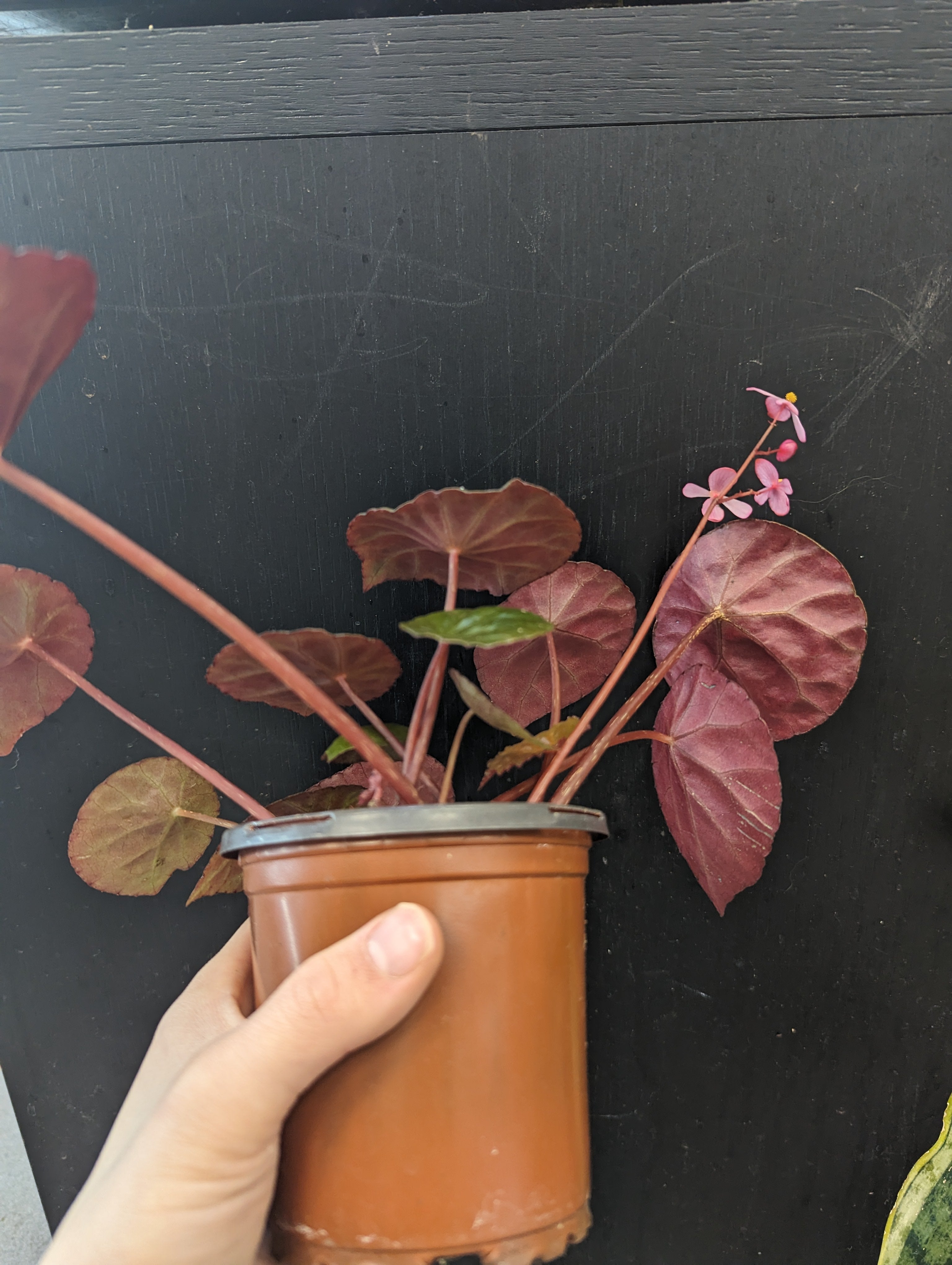 Begonia Coriacea