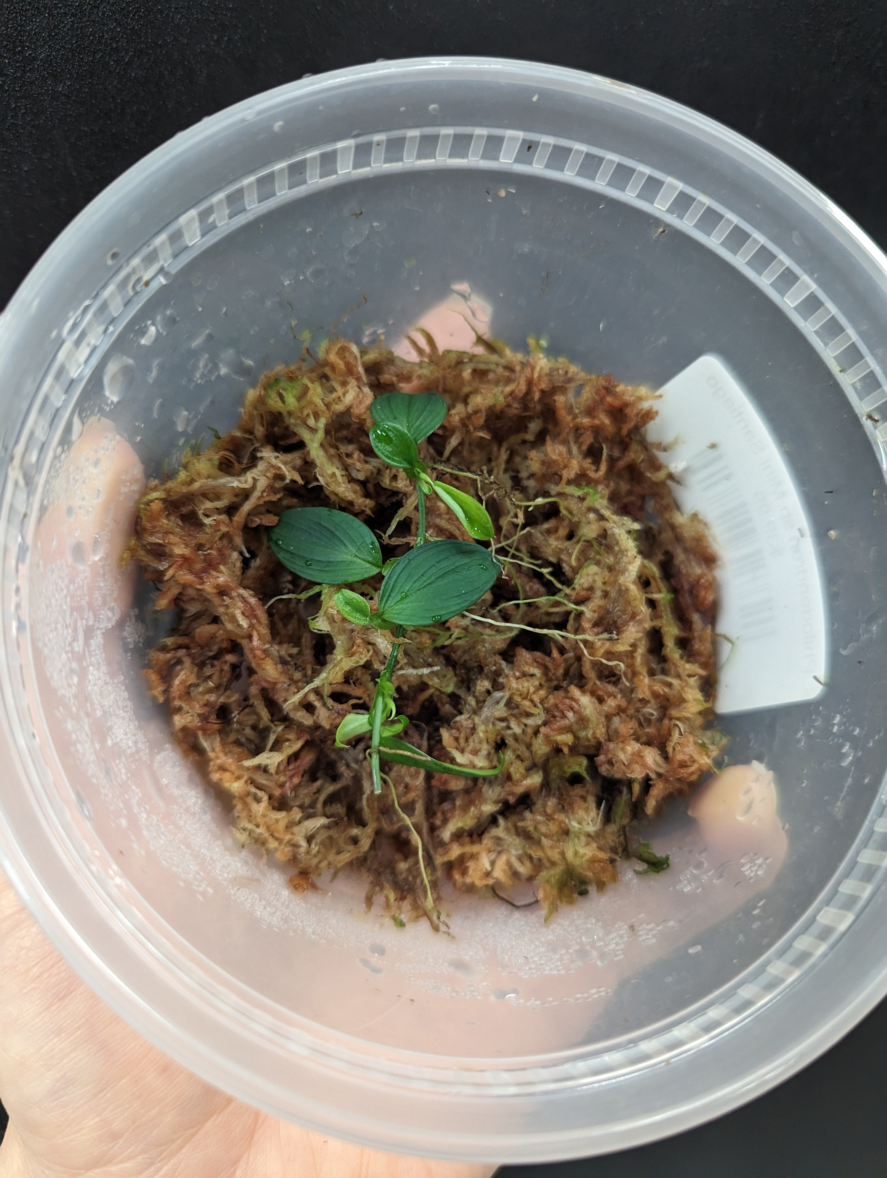 Philodendron sp Mini Santiago