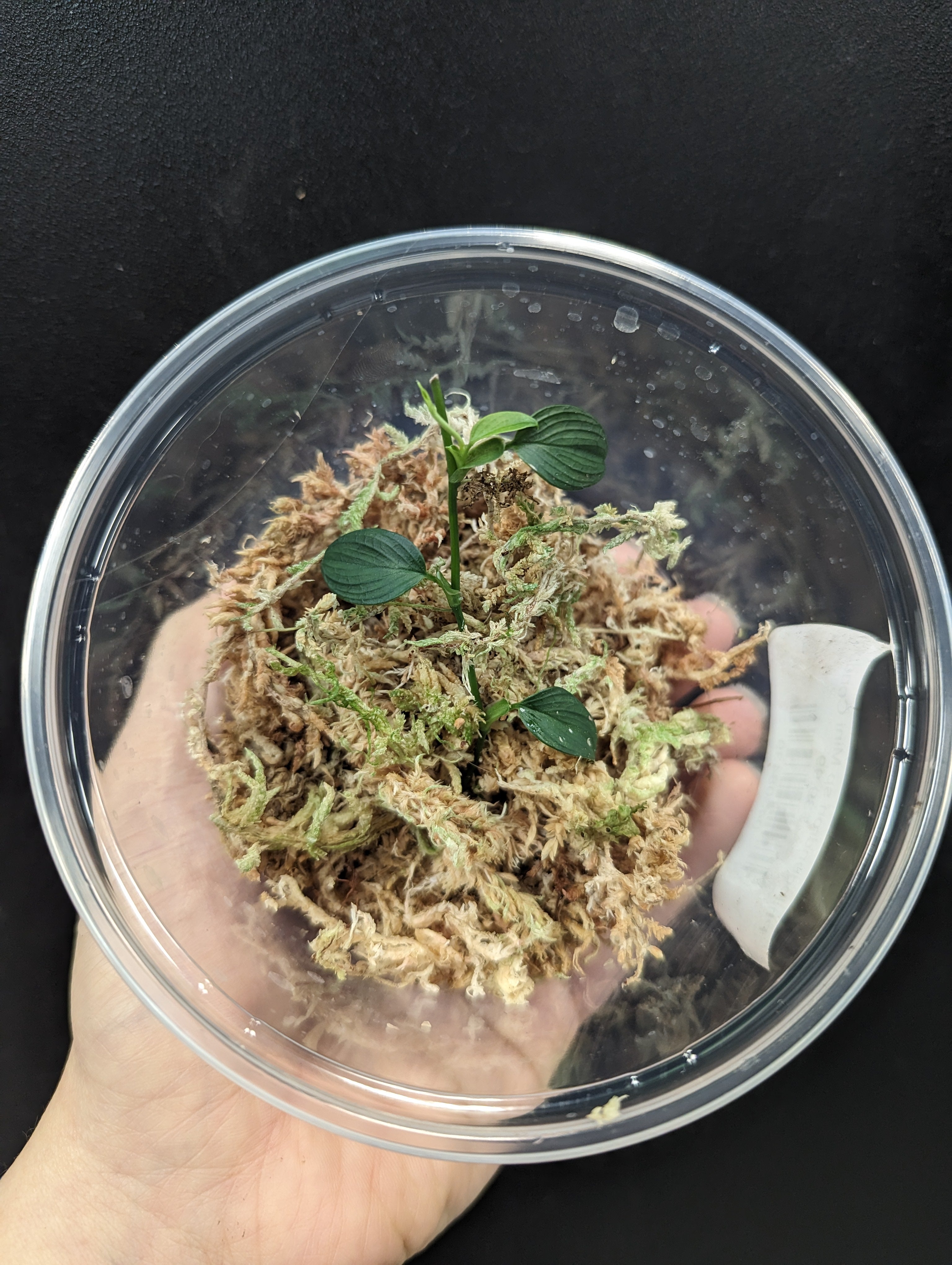 Philodendron sp Mini Condor