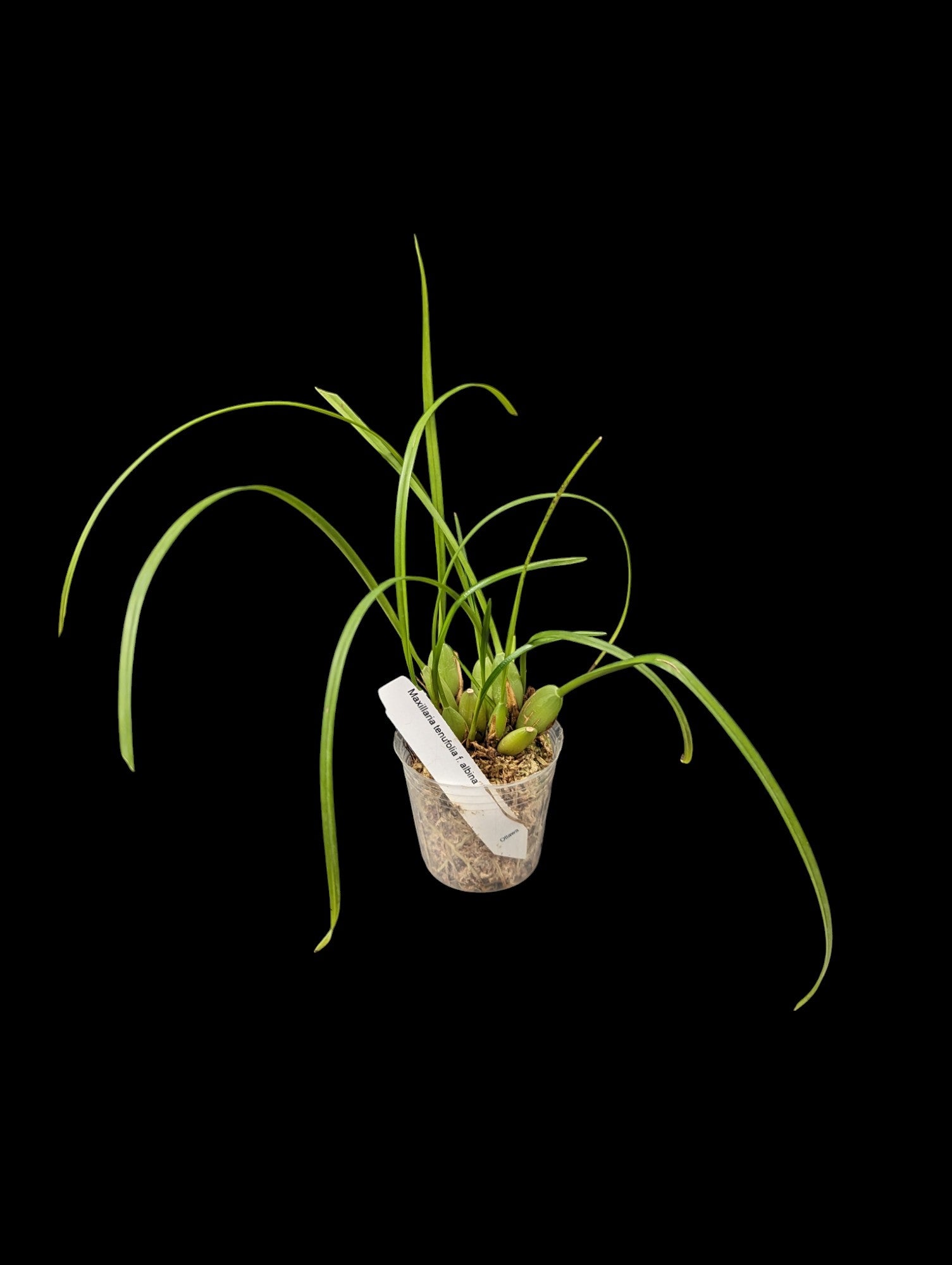 Maxillaire tenufolia f. albine