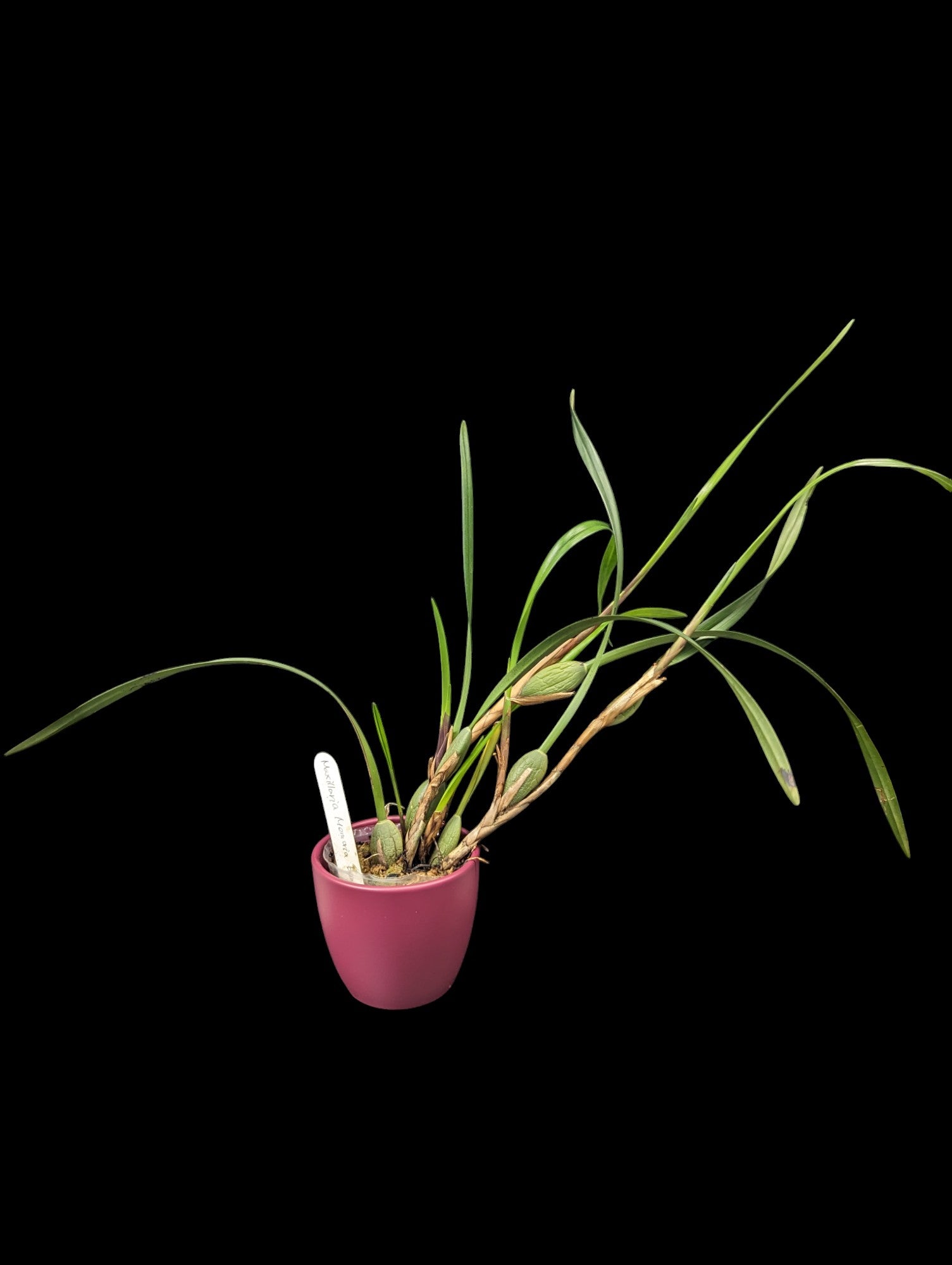 Maxillaire Memoria Ben Berliner