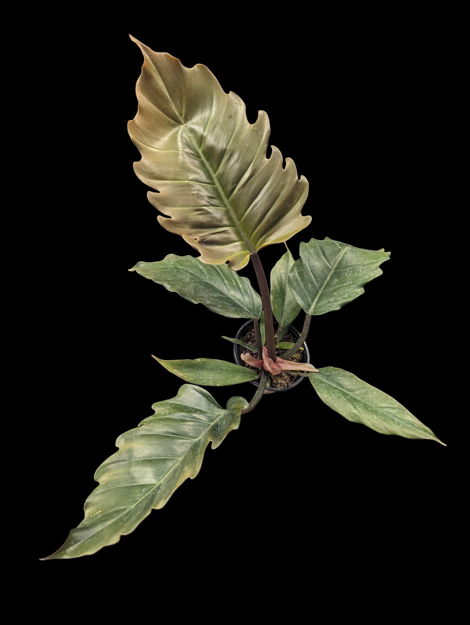 choco empress philodendron Philodendron Choco Empress