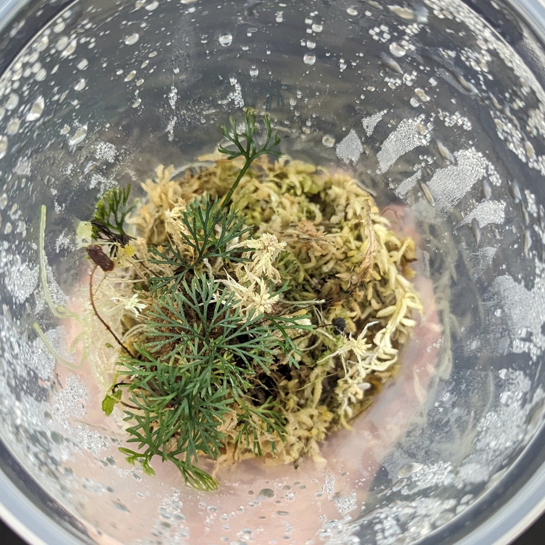 Condor Elaphoglossum peltatum