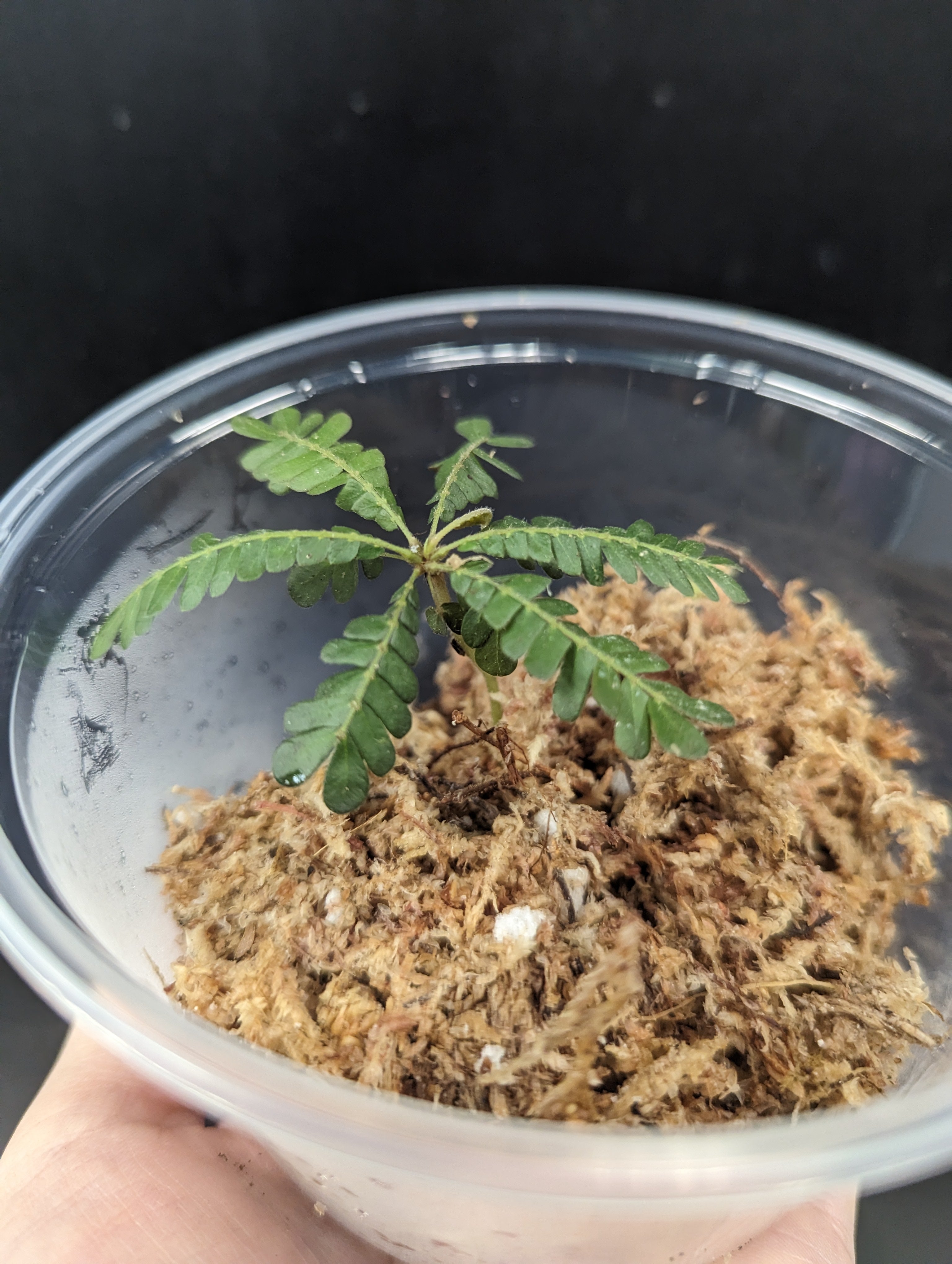 Biophytum sp 'Équateur'