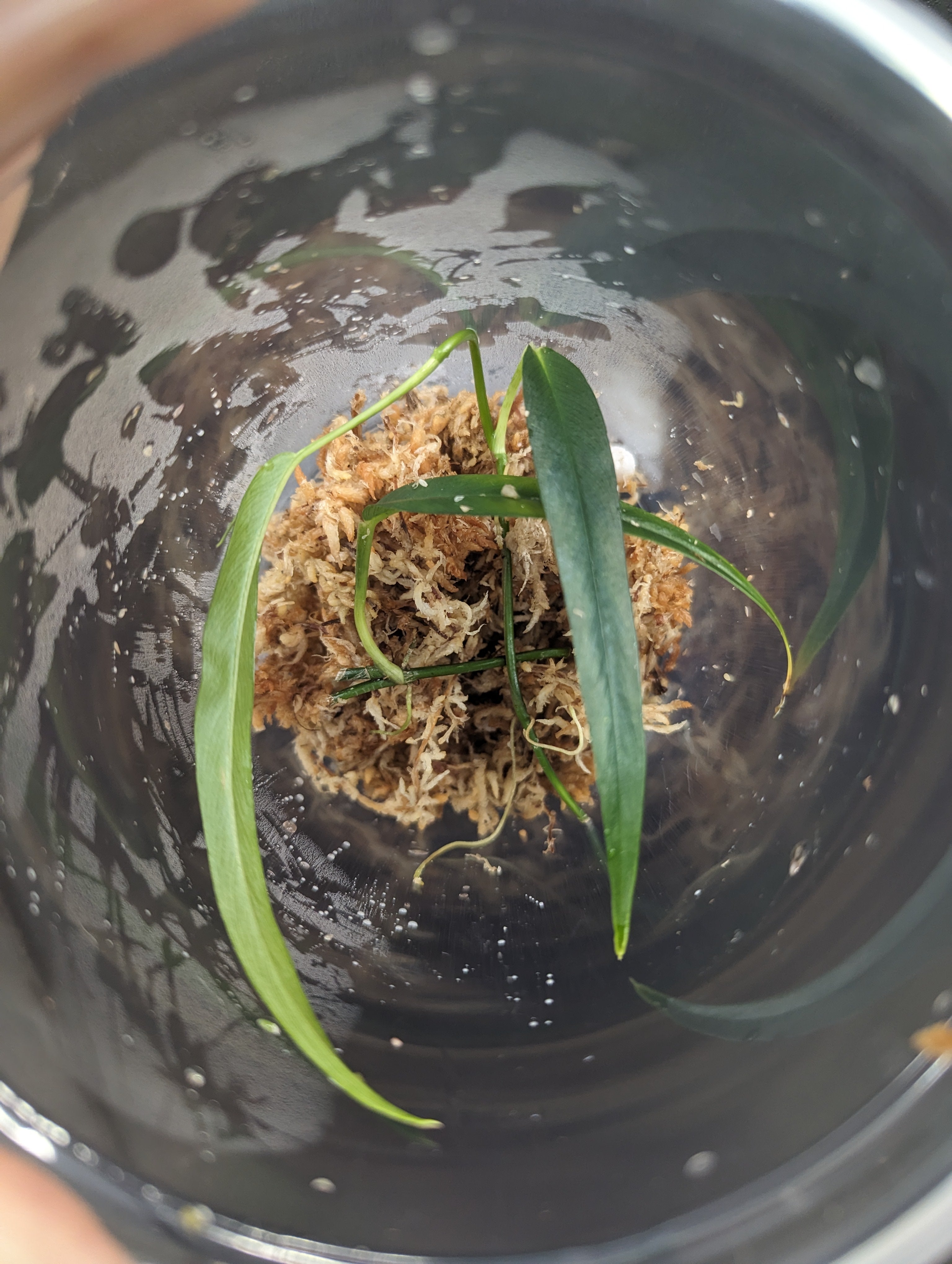 Philodendron Chinchamayense - forme de feuille étroite