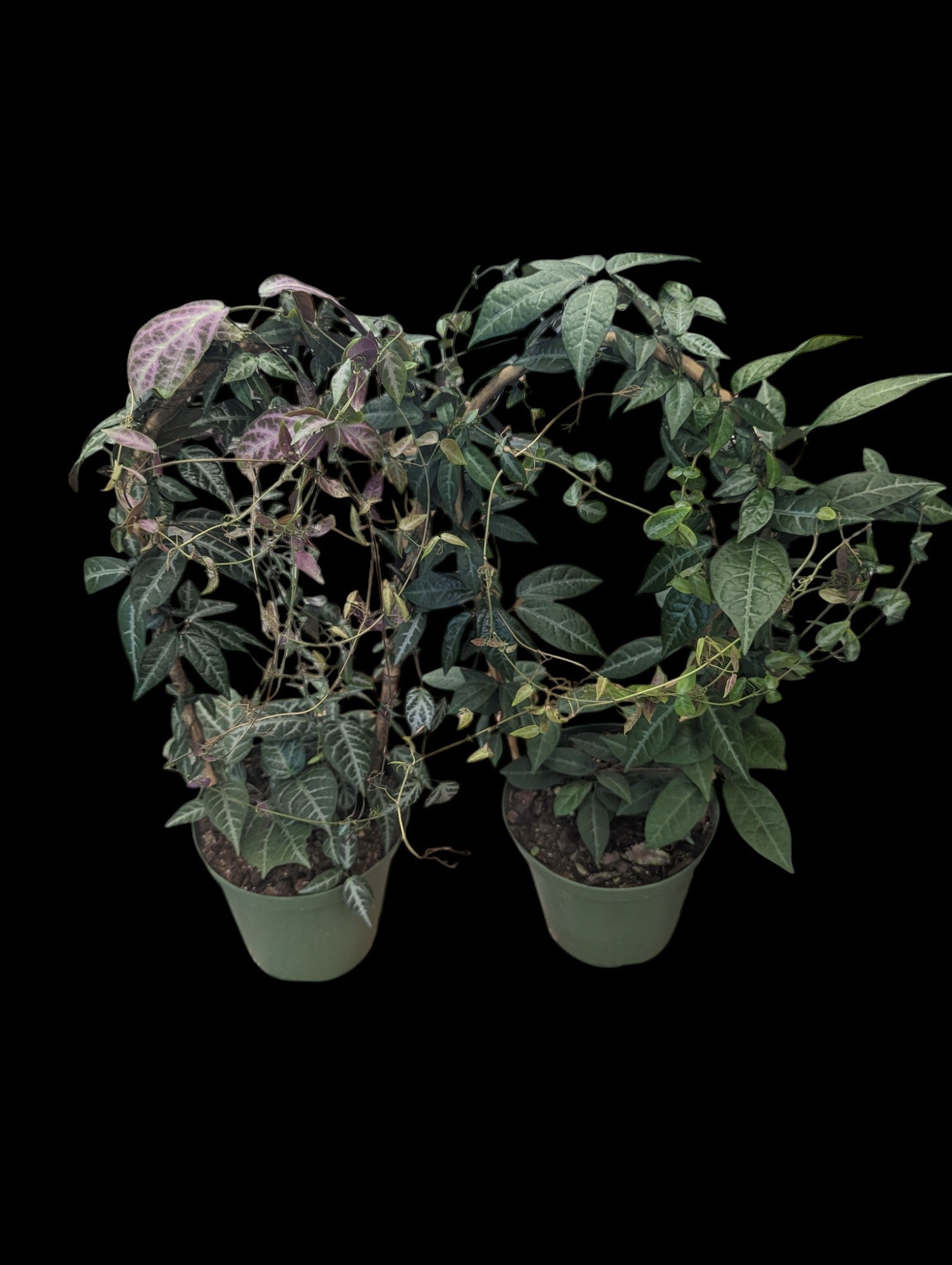 Bignonya Argyro Voilacae sur treillis