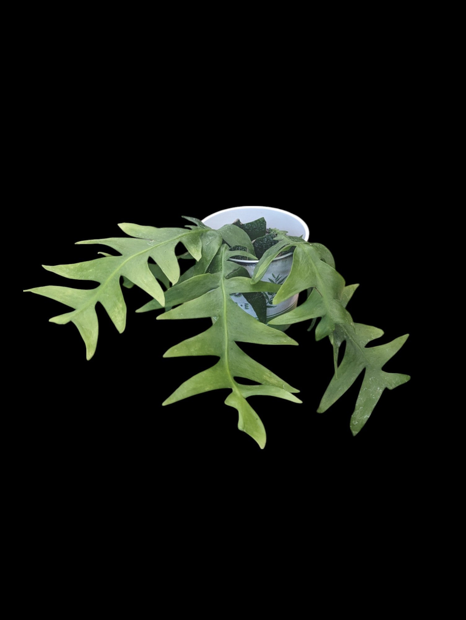 Cactus orchidée à feuilles de fougère