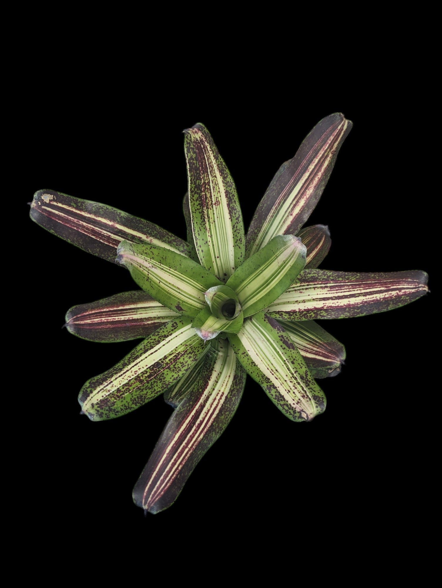 Néorégélie Picasso