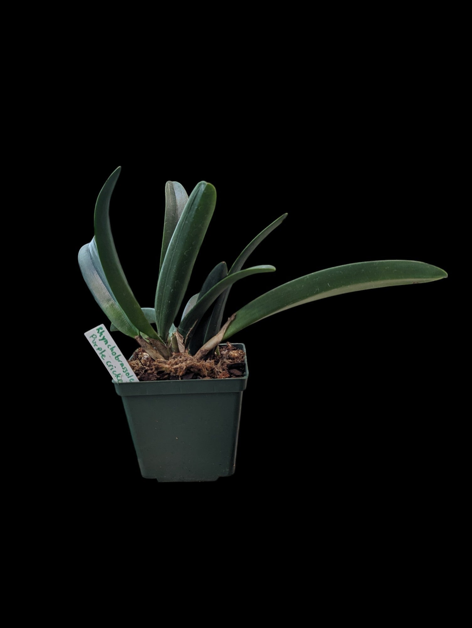 Grillon violet Rhynchobrassoleya